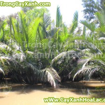Cây Dừa Nước