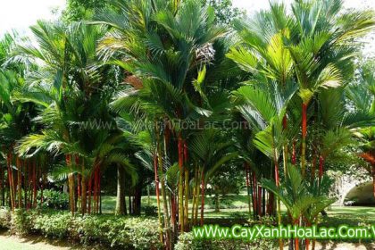 Cây Cau đỏ trồng trong khuôn viên
