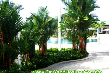 Cây Cau đỏ trồng trong sân vườn, biệt thự