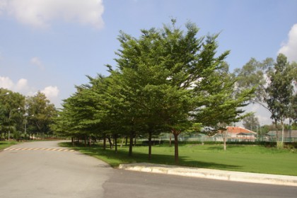 Cây Hoa Ban