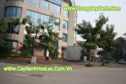 Cay-Osaka-Vang-hanoi