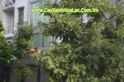 Cay-Osaka-Vang-hanoi-pho