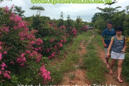 Vườn Ươm Cây Tường Vi của Trúc Lâm