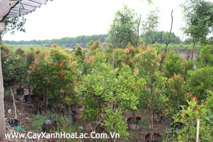 Cay-hong-loc