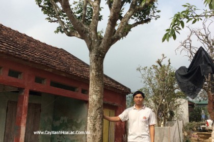 Cây Khế Chua