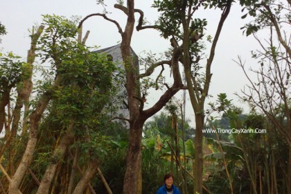 Cây Khế Chua