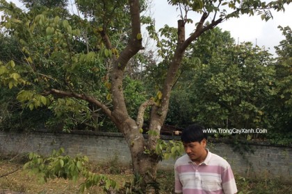 Cây Khế Ngọt