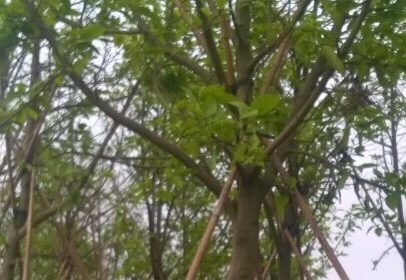 Cây Ngọc Lan đủ kich thước đang dâm ủ tại vườn