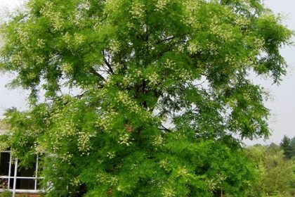Cây Hoa hoe