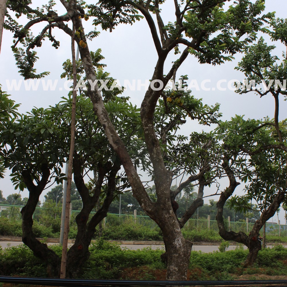 Cây Khế