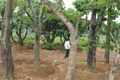 Cây Phượng