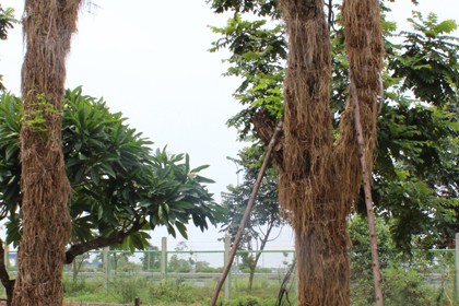 Cây Sưa Công trình