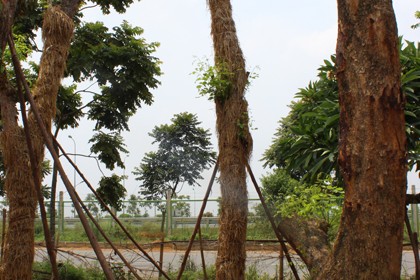 Cây Sưa công trình