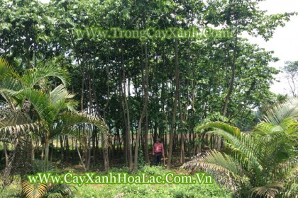Vườn Ươn Sao Đen của Trúc Lâm