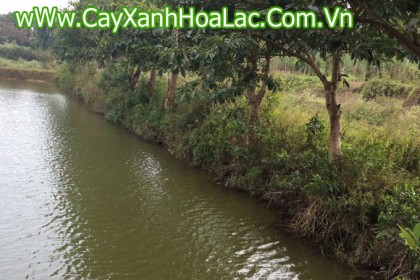Vườn Ươm Vối Nếp