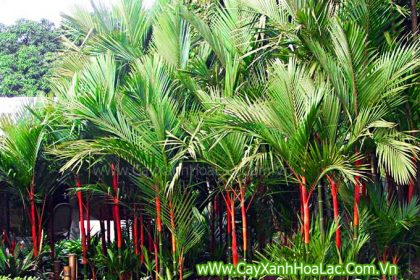 Cây Cau đỏ trồng làm cảnh quan xung trước nhà