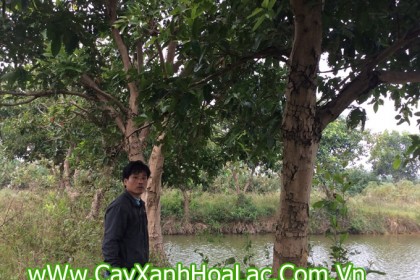 Bán cây vườn Vối