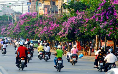 bang lang tim - duong pho (2)