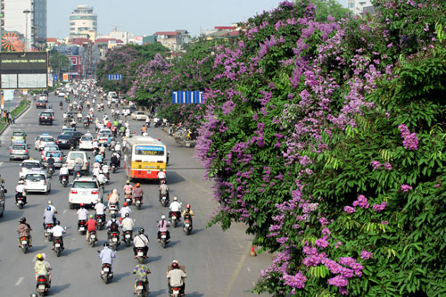bang lang tim - duong pho (3)