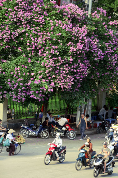 bang lang tim - duong pho (4)