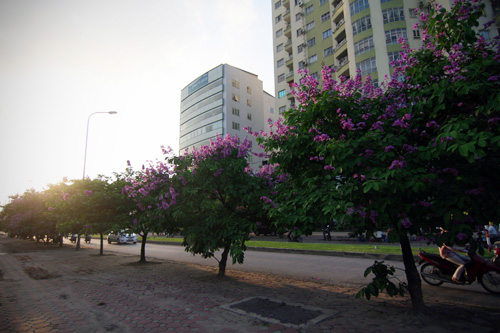 bang lang tim - duong pho (8)