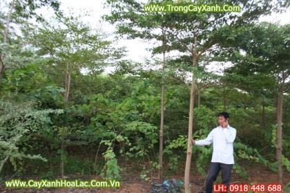 cay-bang-dai-loan-cao3m