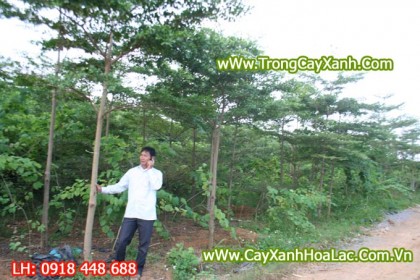 cay-bang-dai-loan-cao3m