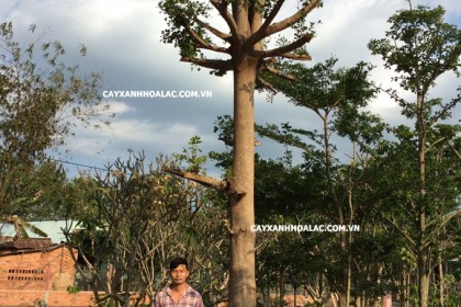 Cây Bàng Đài Loan loại to đường kính gốc 24cm
