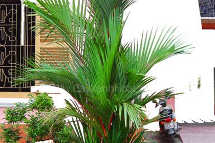 Cây Cau đỏ
