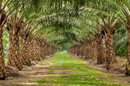 Cây Cọ Dầu tại vườn ươm
