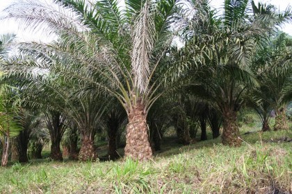 Cây Cọ Dầu tại vườn ươm
