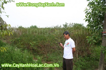cay-hoa-tuong-vi-vuon-uom