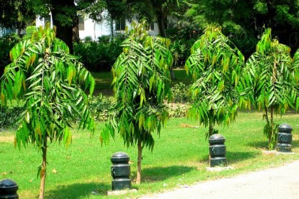 cay hoang nam - cay cong trinh (2)