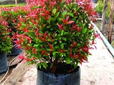 Cây Hồng Lộc
