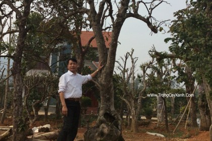 Cây Khế Chua