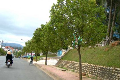 Cây Long Não