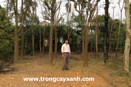Cây Long Não đã đôn đảo kỹ