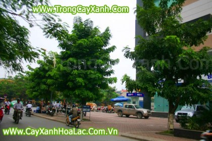cay-muong-hoang-yen-duong-k