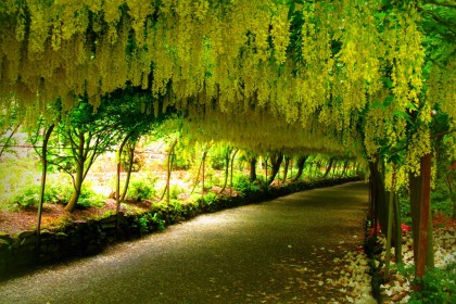 Cây Osaka Vàng Đường trồng theo giàn