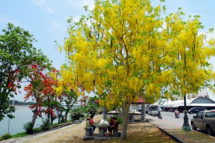 Cây Muồng Hoàng Yến nở hoa vào mùa hè