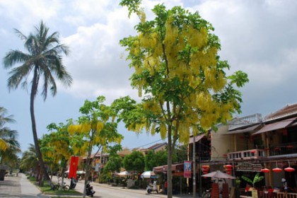 cay-osaka-vang-muong-hoang