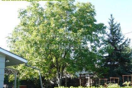 cay-sao-den-cayxanhhoalac