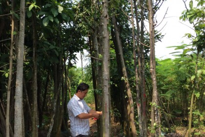Vườn Ươm Cây Sao Đen của Đức Lộc