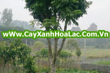 cay-sau-duong-kinh-20
