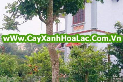 cay-sau-duong-pho
