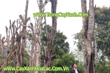Cây Vàng Anh cao 10m, ĐK gốc 40-50cm