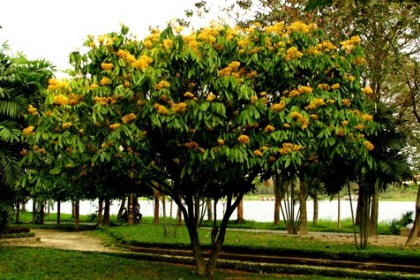 cay-vang-anh-luon