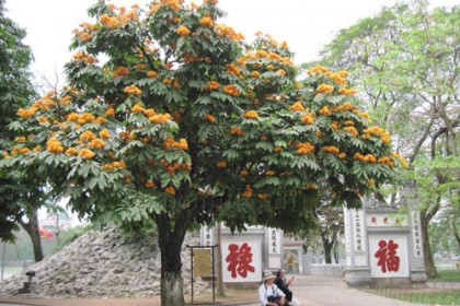 Cay Vàng Anh nở hoa