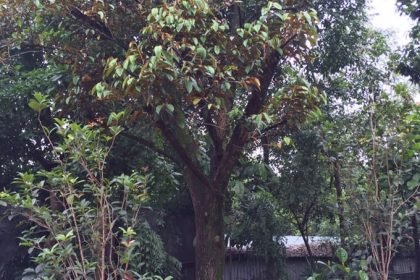 Cây Vú Sữa đẹp