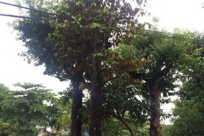 Cây Vú Sữa đẹp